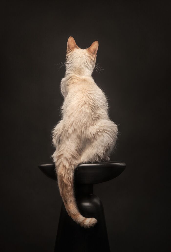 Feline Portrait – "The Back View" By Katie Brockman