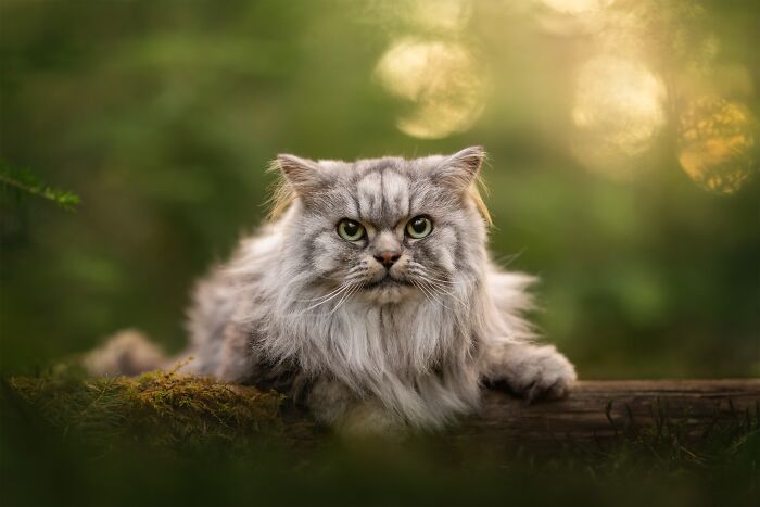 Feline Portrait – "The Fairywood Watcher" By Lenne Renders