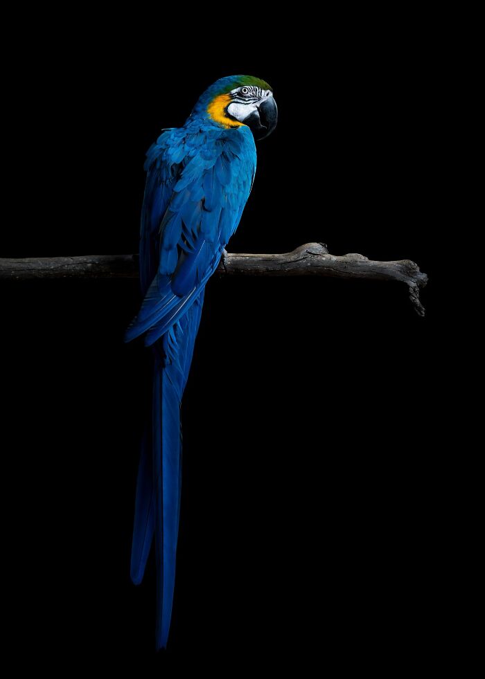 Open Portrait – Finalist By Louise Wolbers