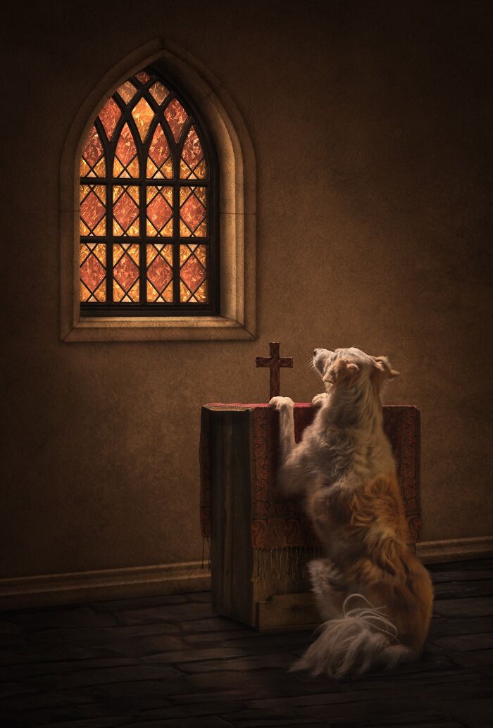 Pet Photographer Of The Year – "Amazing Grace" By Callie Soden