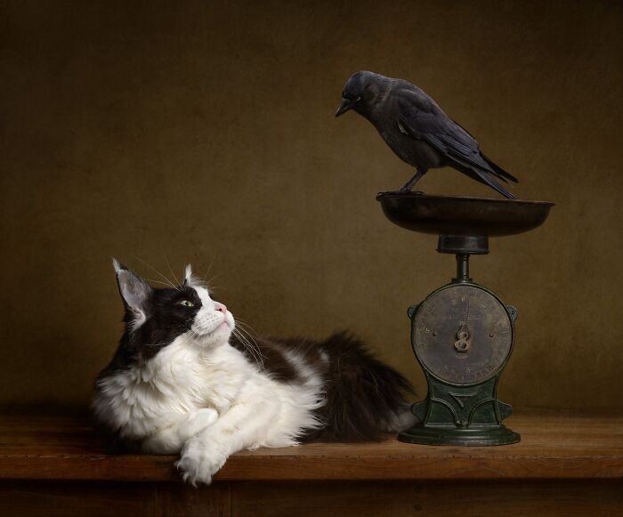 Pet Photographer Of The Year – Finalist By Katie Brockman