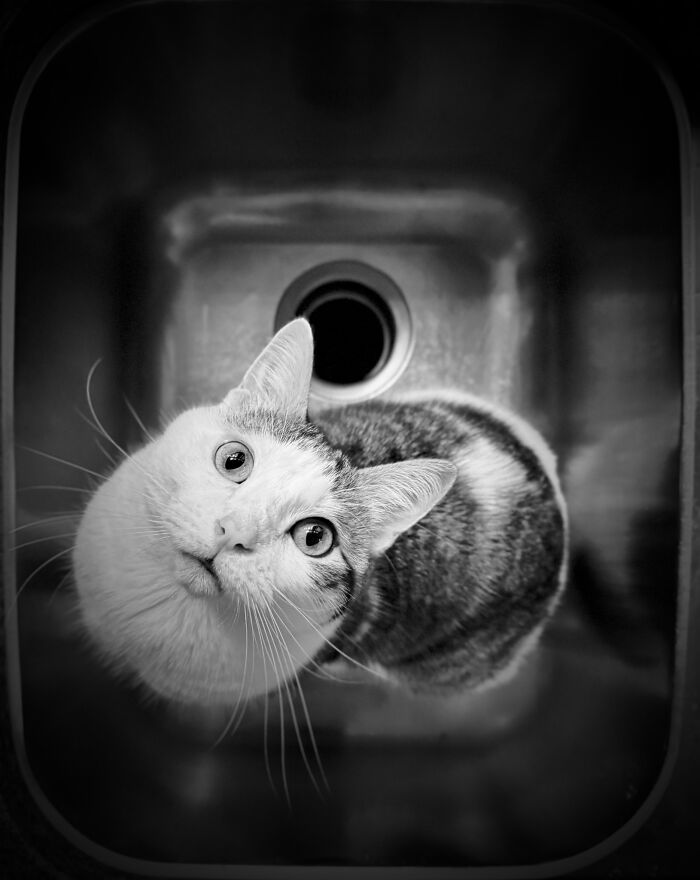 Phone Category – "If Not Box, Why Box Shaped?" By Monica Plummer