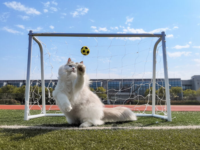 Phone Category – "The Feline Goalkeeper" By He Huapei