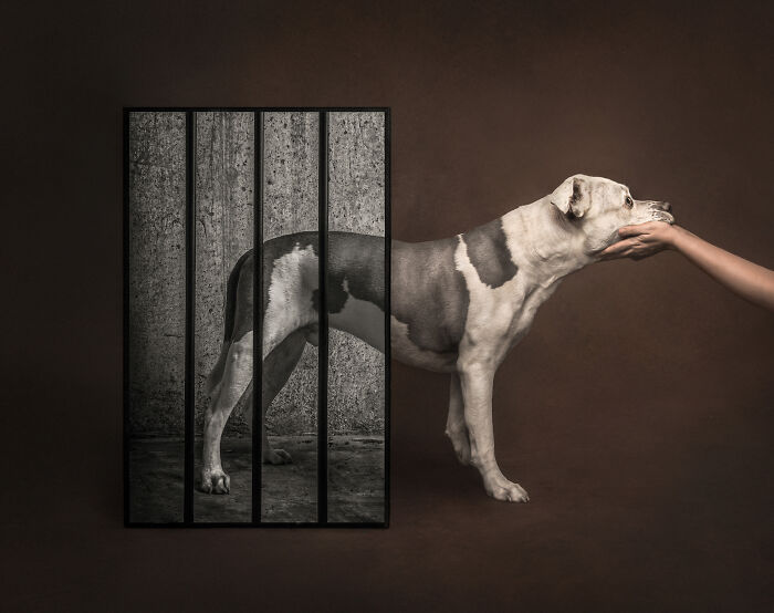 Studio Category – "Rescued" By Katie Brockman