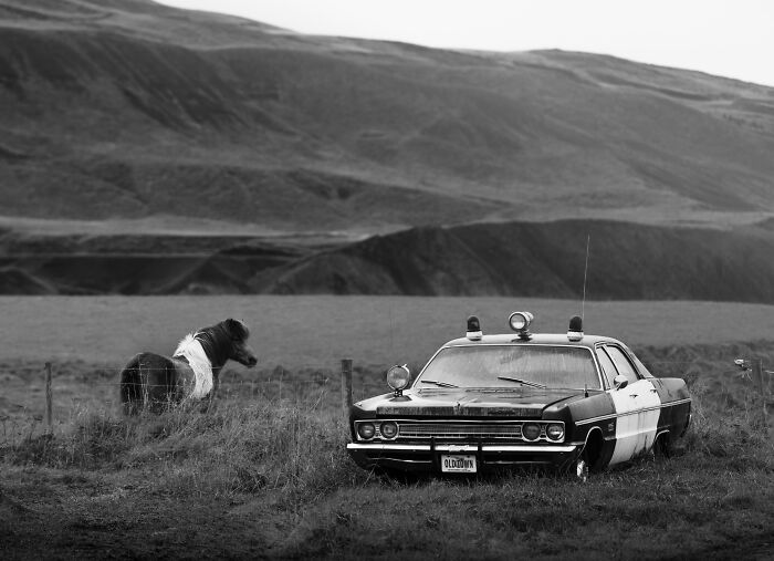 Equine Portrait – "The Sheriff Never Left Old Town" By Laura Brockhoff
