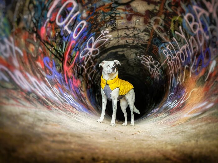 Phone Category – "Guardian Of The Underworld" By Cerrina Smith