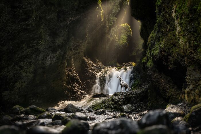 Canine Portrait – "Hidden Waterfall" By Marc Vandijck