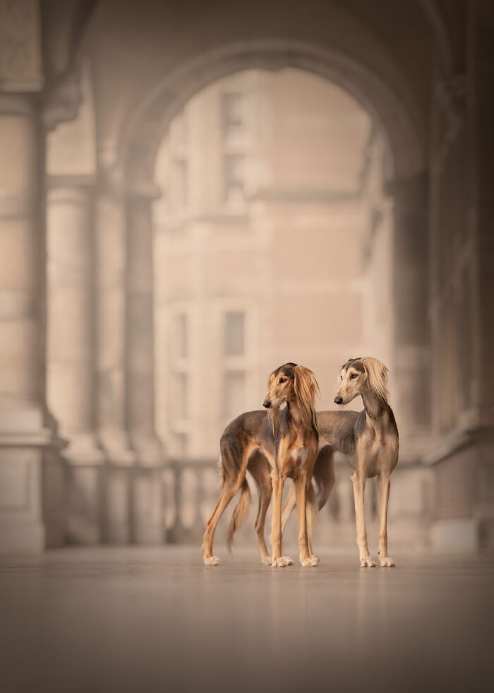 Canine Portrait – "Echoes Of Elegance" By Renate Zuidema