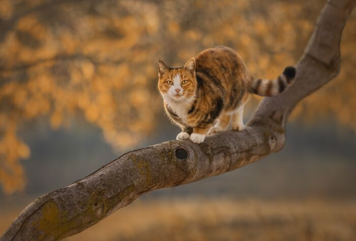 Feline Portrait – "Golden Perch" By Betty Brodie