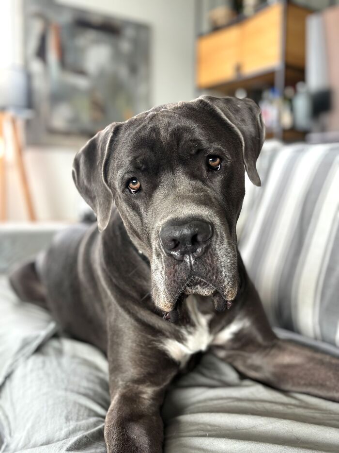 Phone Category – "Gentle Giant" By Melisa Lagemann