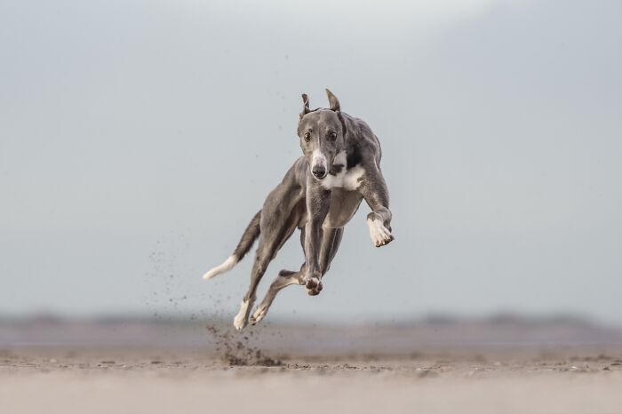 Action Category – "Hop, Skip And Jump" By Frankie Adamson