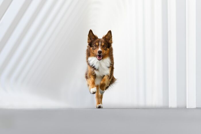 Action Category – "Time To Run" By Laetitia Delval