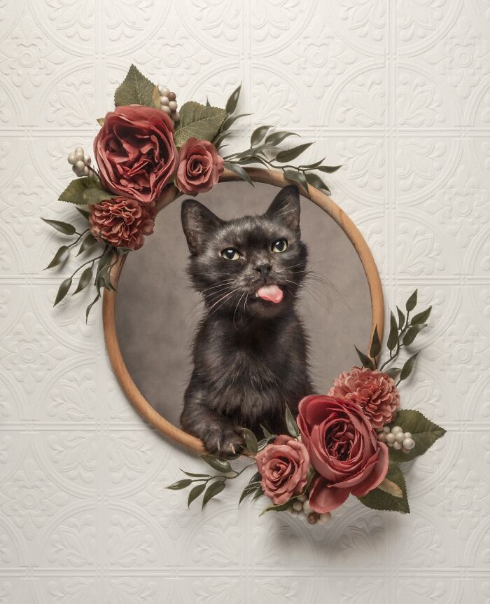 Feline Portrait – "Tongue Out" By Katie Brockman