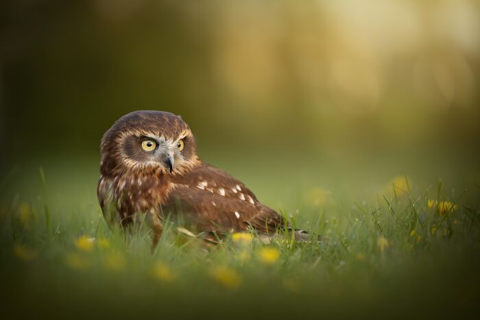 Open Portrait – "It's All In The Yellow" By Noel Lakeman-Strijdonk