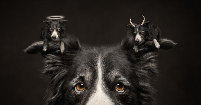 Pet Photographer Of The Year – "Temptation" By Callie Soden