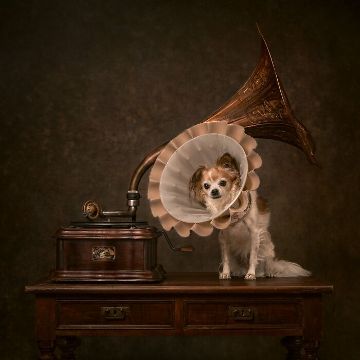 Pet Photographer Of The Year – "Her Master's Voice" By Inge Heimensen