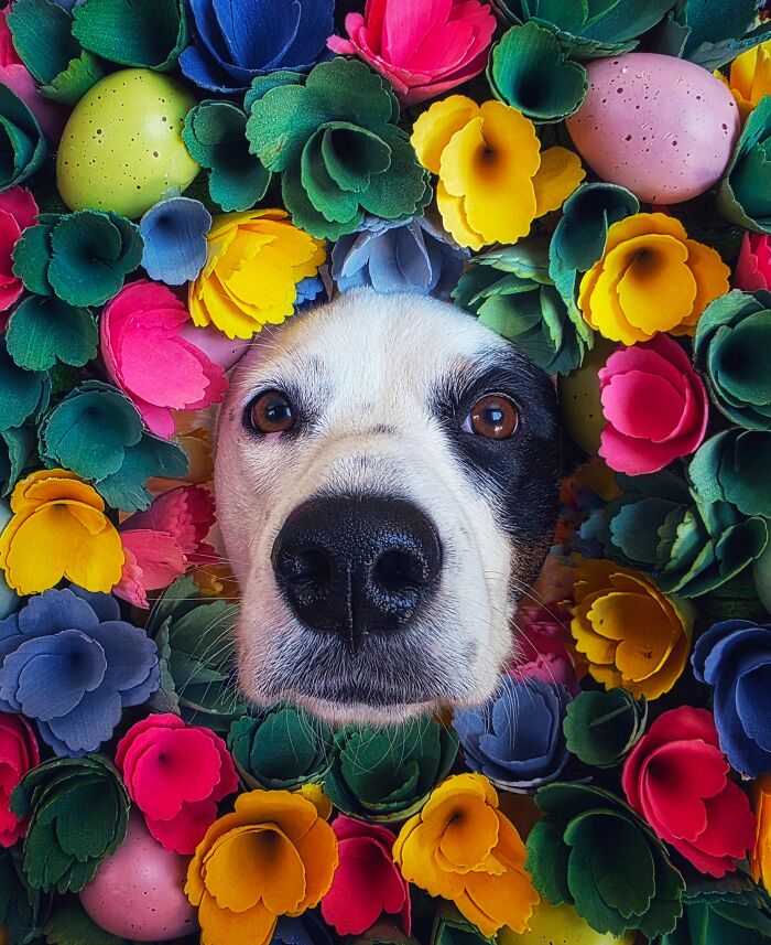 Phone Category – "Spring's Sweetest Surprise" By Cerrina Smith