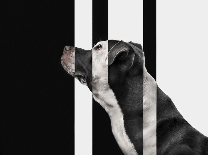 Pet Photographer Of The Year – "Pretty As A Painting" By Katie Brockman