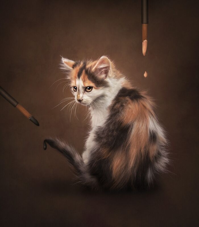 Pet Photographer Of The Year – "Kári And The Jackdaw" By Mirka Koot