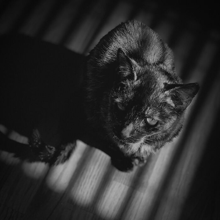 Phone Category – "Curious Soul" By Monica Plummer