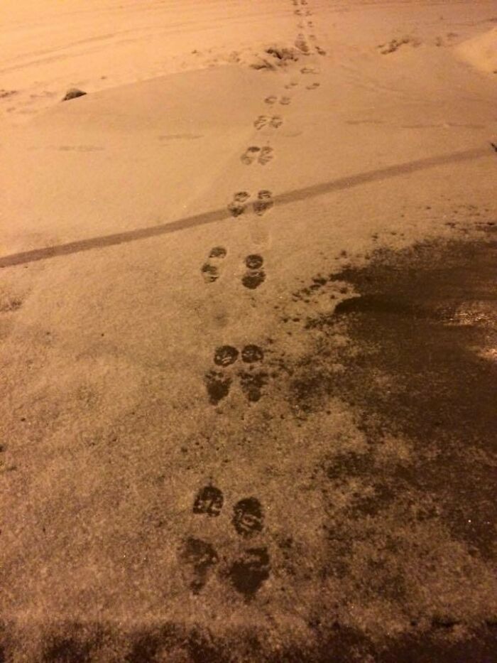 Winter Wins: Hopping Into Confusion With Opposite Footprints