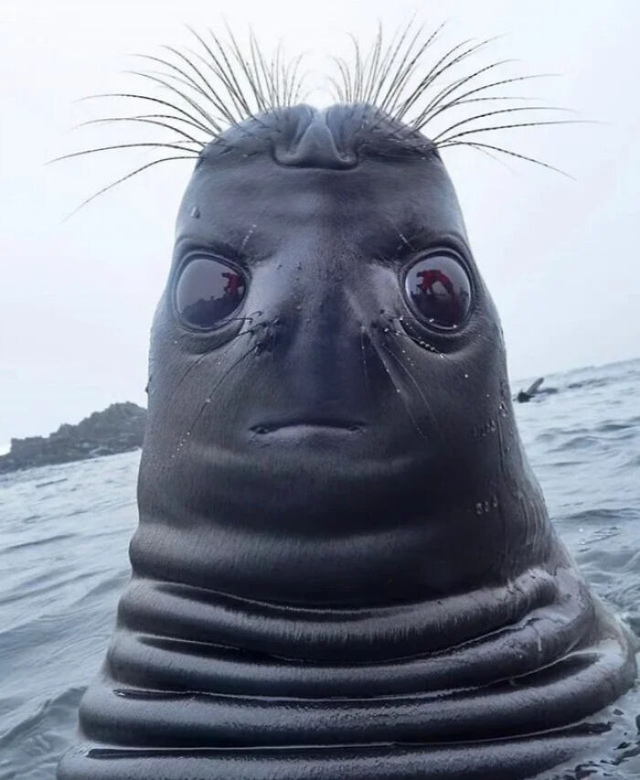 Wait, They Actually Ranked These Mildly Amusing Pics!?