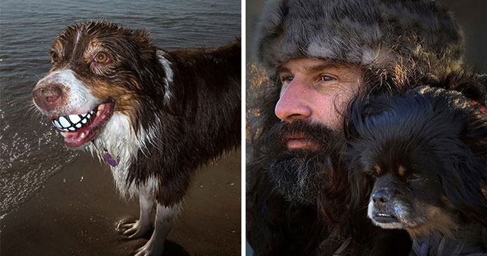 50 Dog Photos That Happened Exactly When They Were Meant To