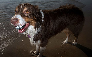50 Dog Photos That Happened Exactly When They Were Meant To