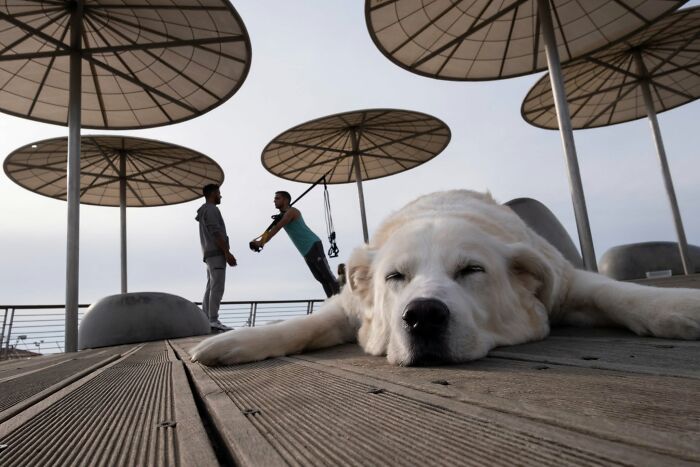 50 Dog Photos That Happened Exactly When They Were Meant To