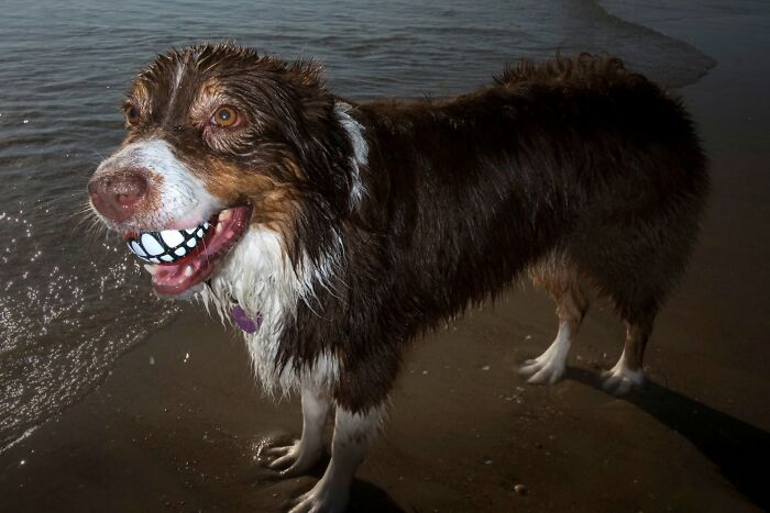 50 Dog Photos That Happened Exactly When They Were Meant To