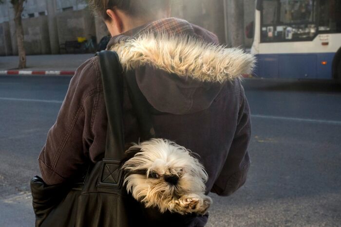 50 Dog Photos That Happened Exactly When They Were Meant To