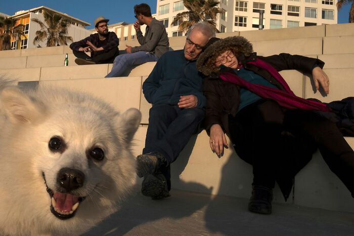 50 Dog Photos That Happened Exactly When They Were Meant To