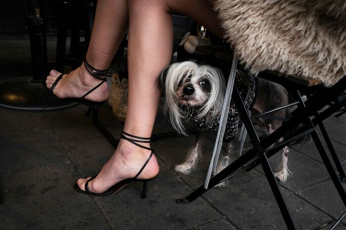 50 Dog Photos That Happened Exactly When They Were Meant To