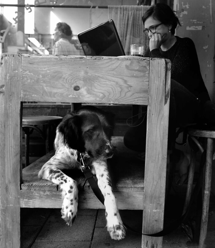 50 Dog Photos That Happened Exactly When They Were Meant To
