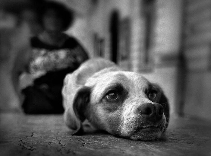 50 Dog Photos That Happened Exactly When They Were Meant To