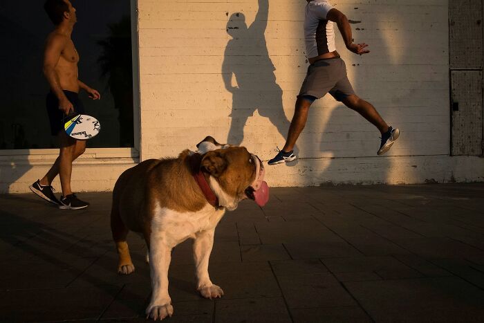 50 Dog Photos That Happened Exactly When They Were Meant To