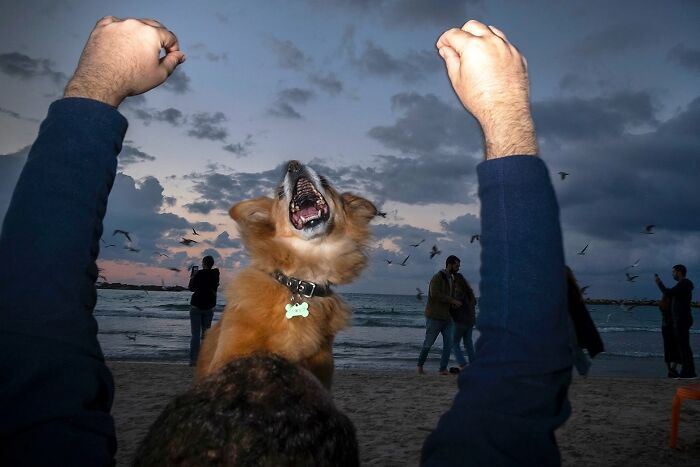 50 Dog Photos That Happened Exactly When They Were Meant To