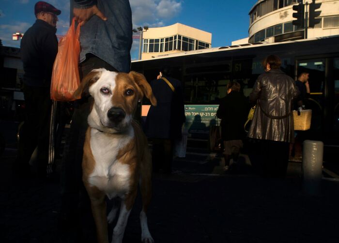 50 Dog Photos That Happened Exactly When They Were Meant To