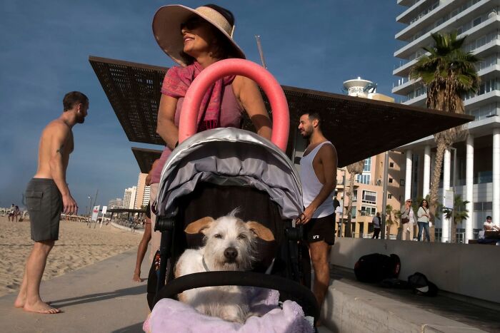 50 Dog Photos That Happened Exactly When They Were Meant To