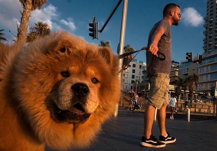 50 Dog Photos That Happened Exactly When They Were Meant To