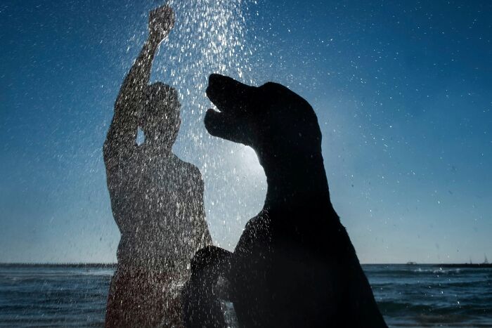 50 Dog Photos That Happened Exactly When They Were Meant To