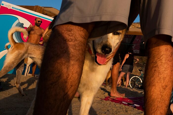 50 Dog Photos That Happened Exactly When They Were Meant To