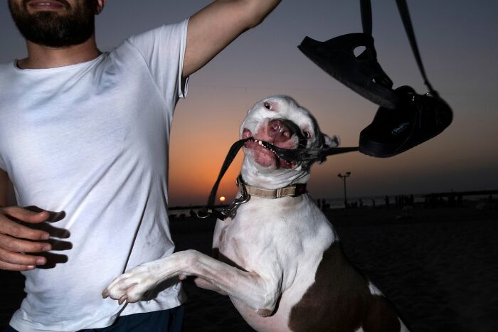 50 Dog Photos That Happened Exactly When They Were Meant To