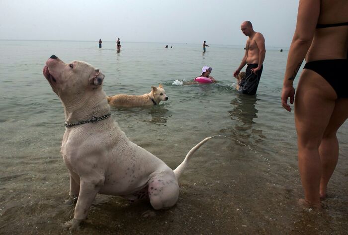 50 Dog Photos That Happened Exactly When They Were Meant To