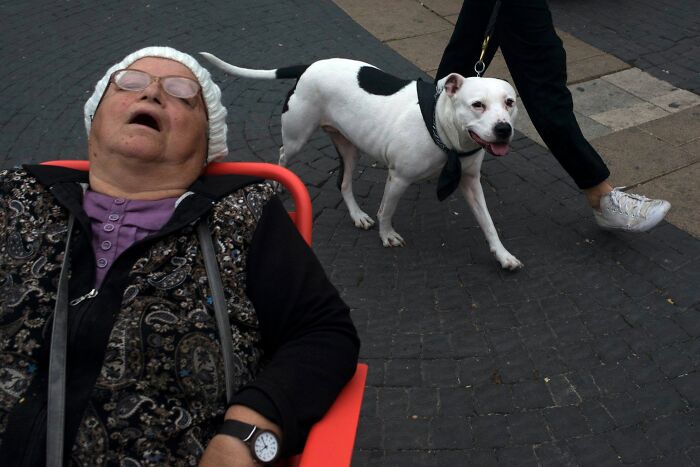 50 Dog Photos That Happened Exactly When They Were Meant To