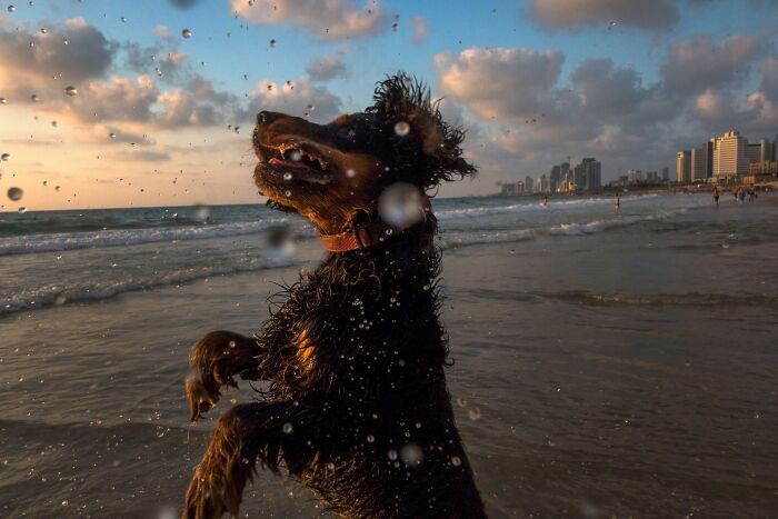 50 Dog Photos That Happened Exactly When They Were Meant To