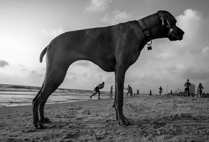 50 Dog Photos That Happened Exactly When They Were Meant To