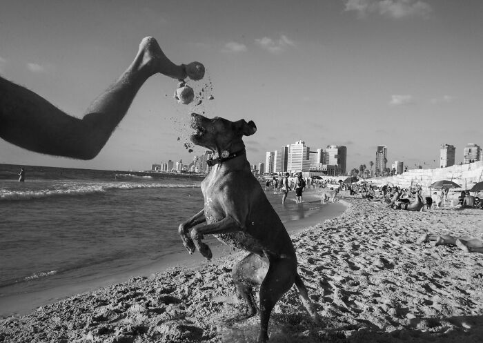 50 Dog Photos That Happened Exactly When They Were Meant To