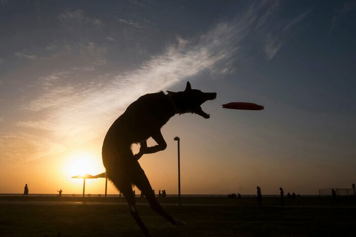 50 Dog Photos That Happened Exactly When They Were Meant To