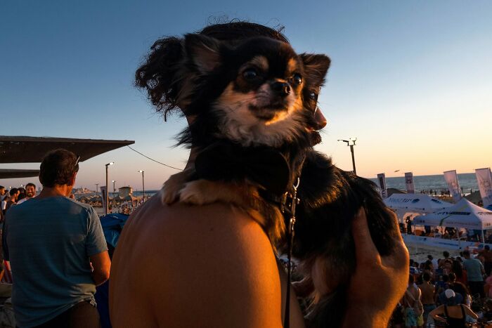 50 Dog Photos That Happened Exactly When They Were Meant To